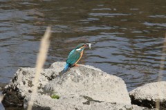 カワセミ