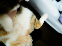 おっぴろげ２