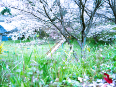 公園