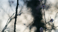 ume