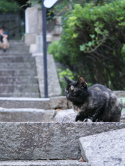 千光寺のせんちゃん