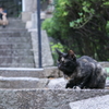 千光寺のせんちゃん