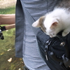 捨て猫
