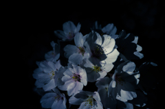 夜桜