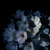 夜桜