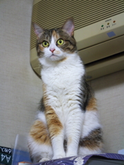 うちの美人様