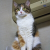 うちの美人様