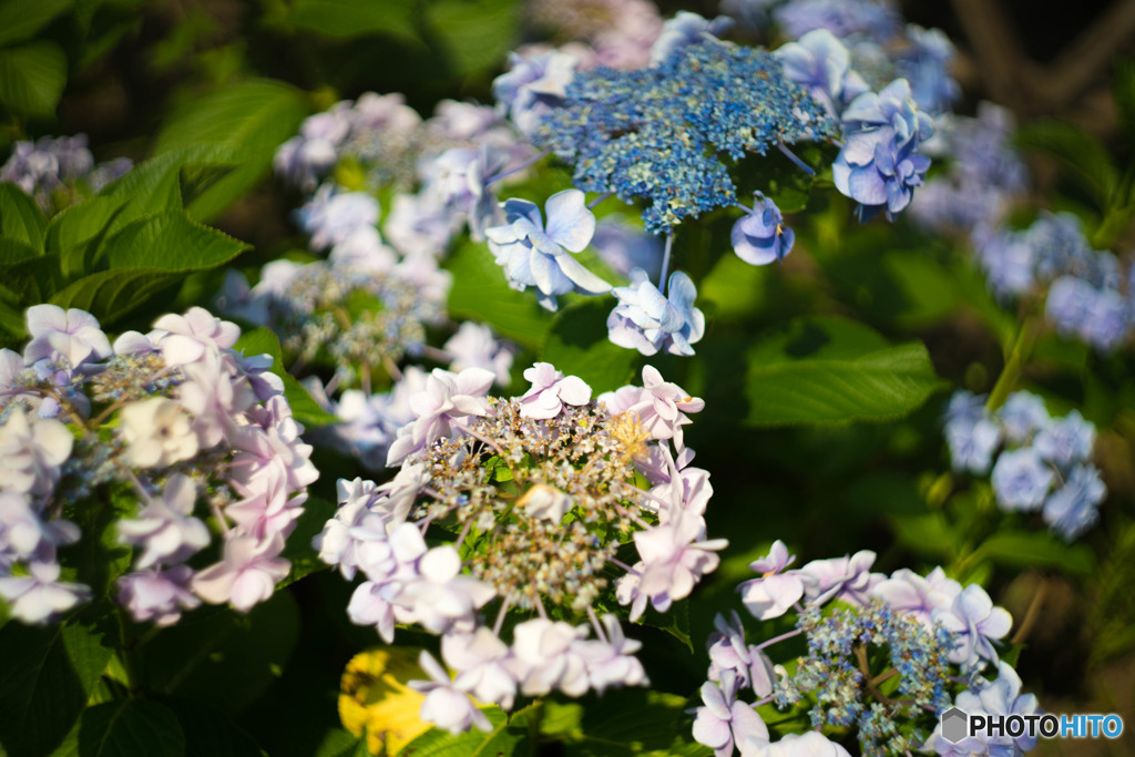 紫陽花