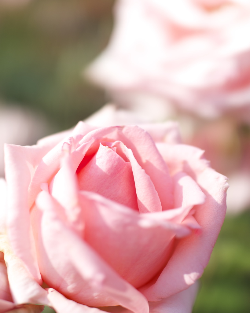 薔薇