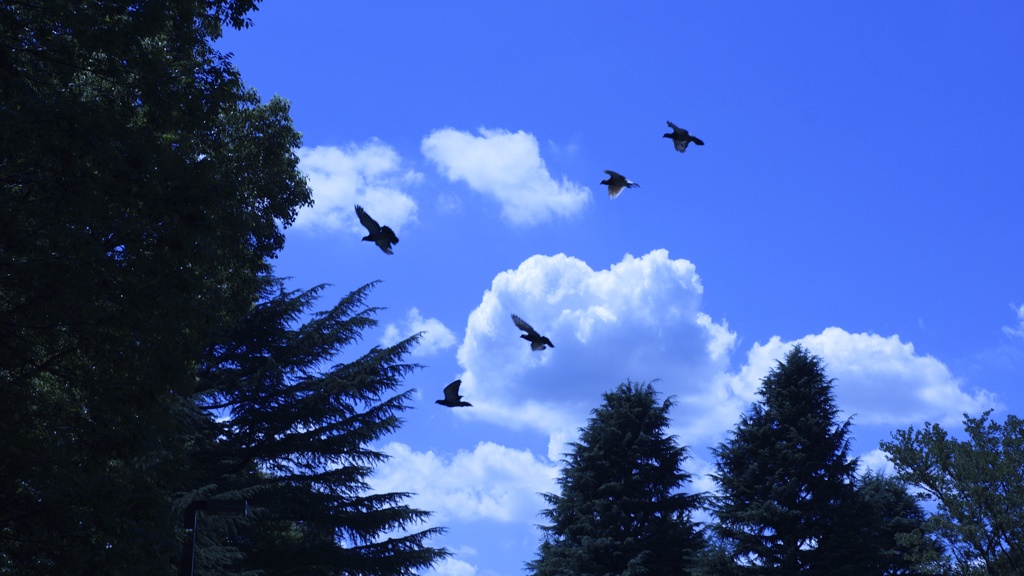 夏空