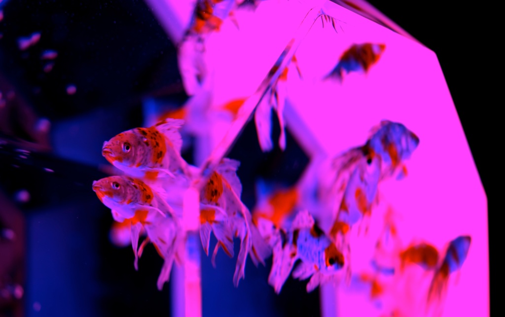 〈新江戸金魚飾 NEW EDO KINGYO DISPLAY〉