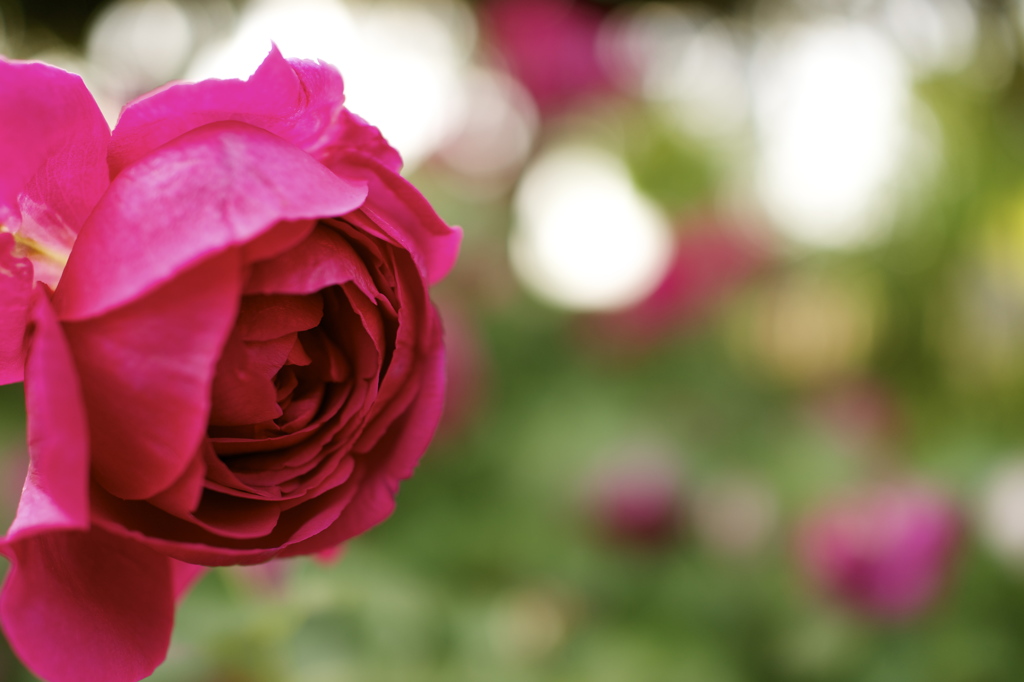 薔薇