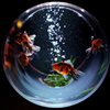 〈金魚コレクション KINGYO COLLECTION〉