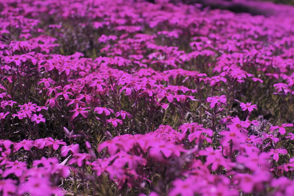 芝桜