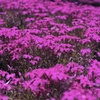芝桜