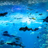 相模湾大水槽