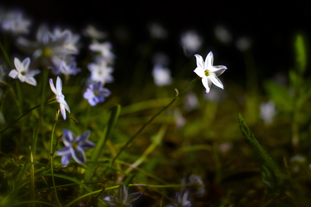 夜の花