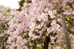 しだれ桜