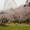 みなとみらい（春）