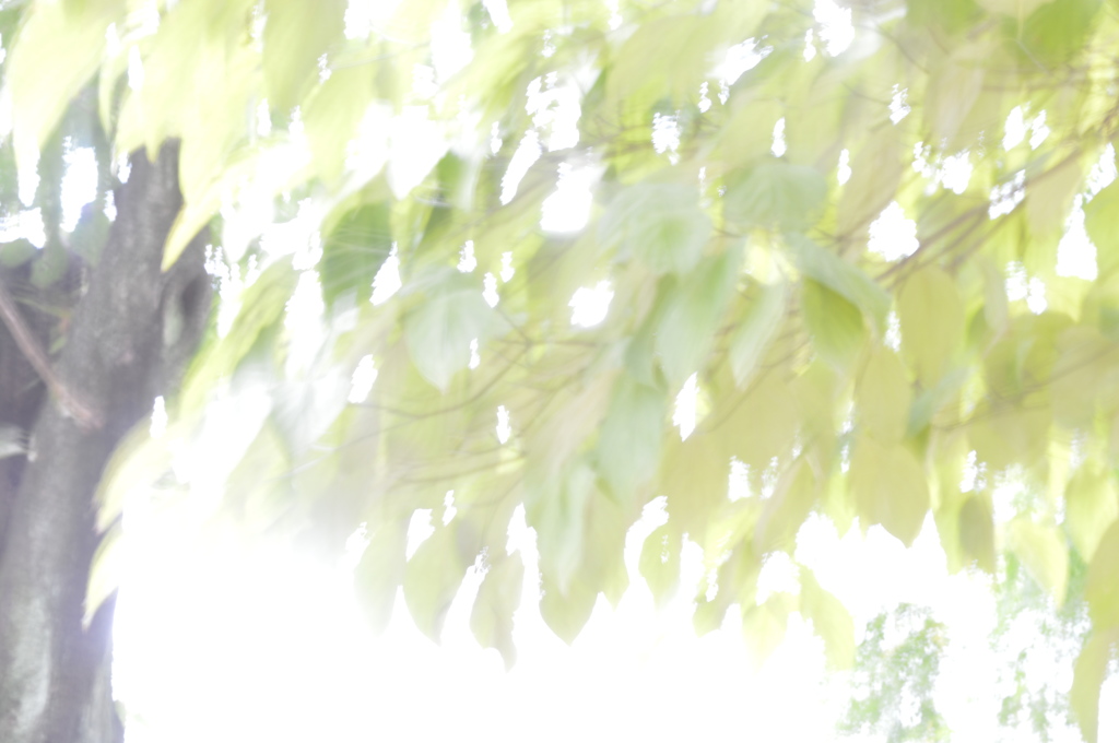 木