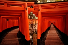 千本鳥居