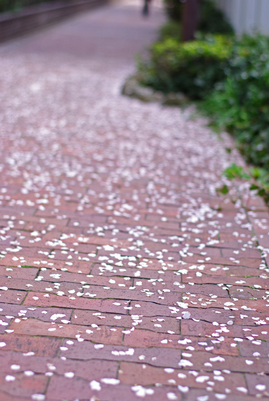 桜道