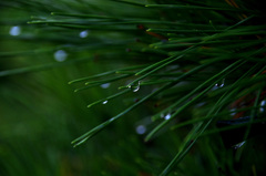 水玉