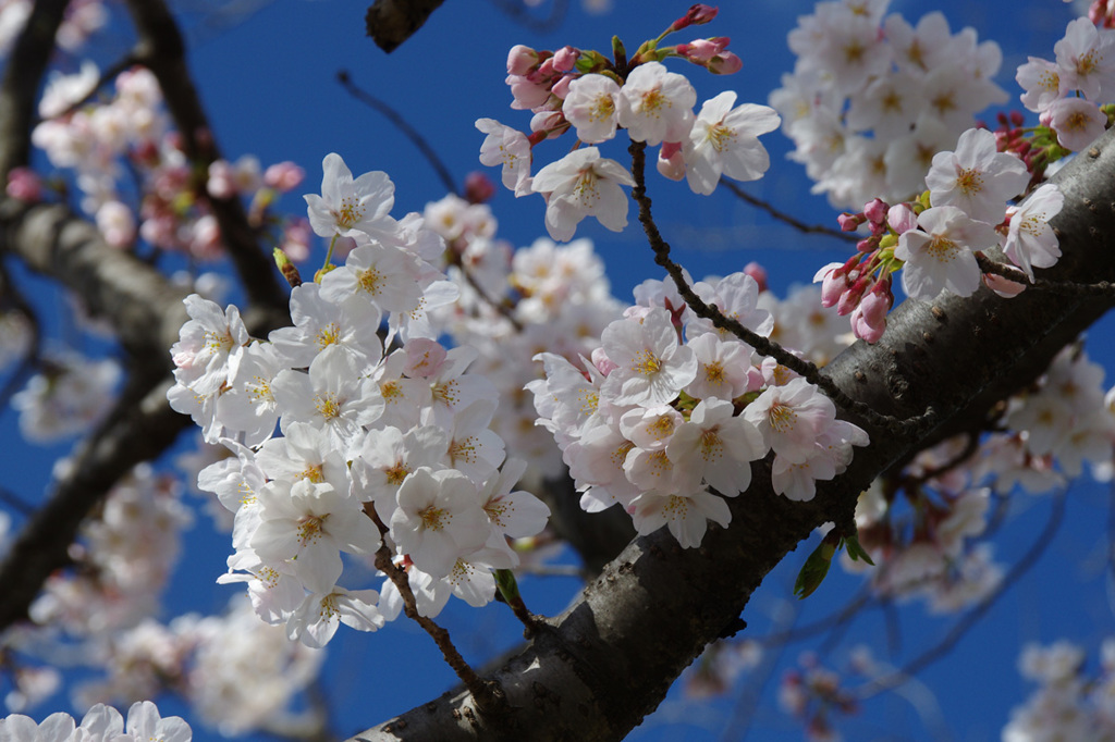 桜咲ク!!