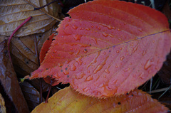 落葉と雨粒