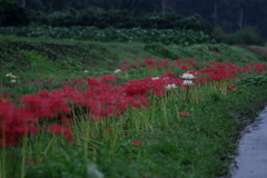 彼岸花