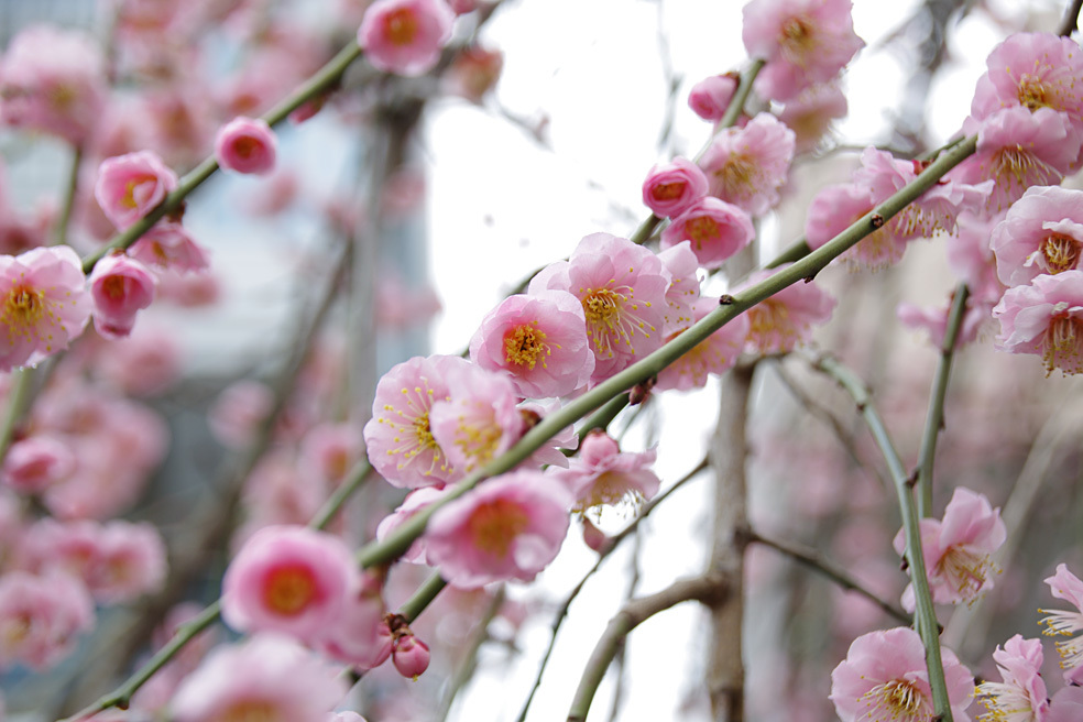 華やか