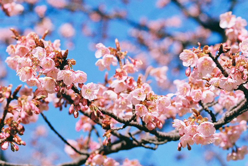 寒桜