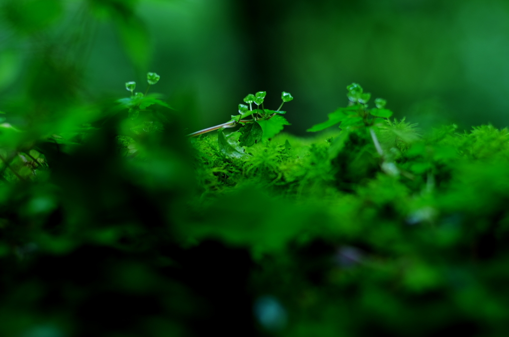 昨日までの雨は…