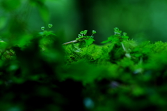 昨日までの雨は…