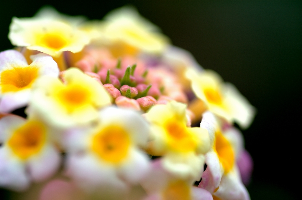 小さな花畑