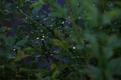 木の向こう側には