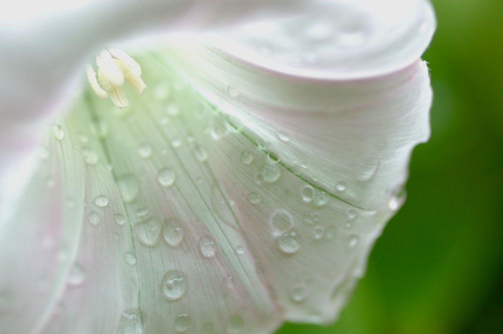 雨上がりの魔法