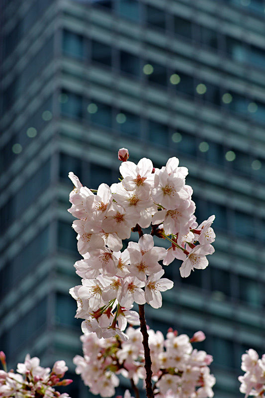 東京チェリーブロッサム