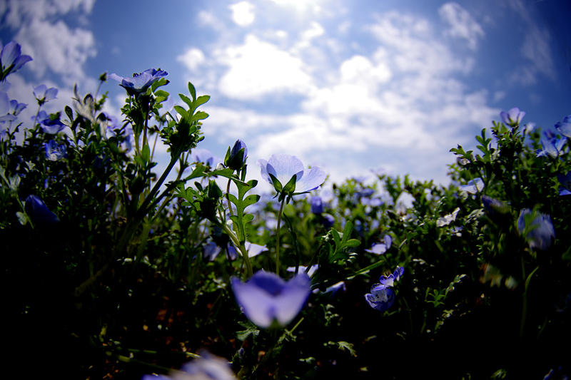 空の花