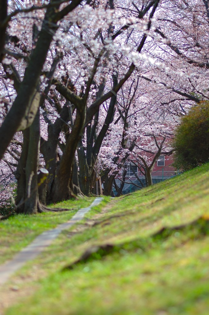 桜道