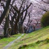 桜道