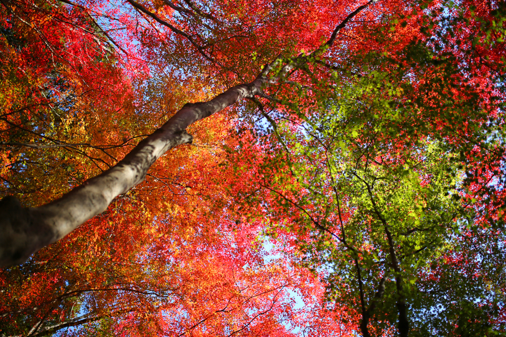 2014 紅葉③