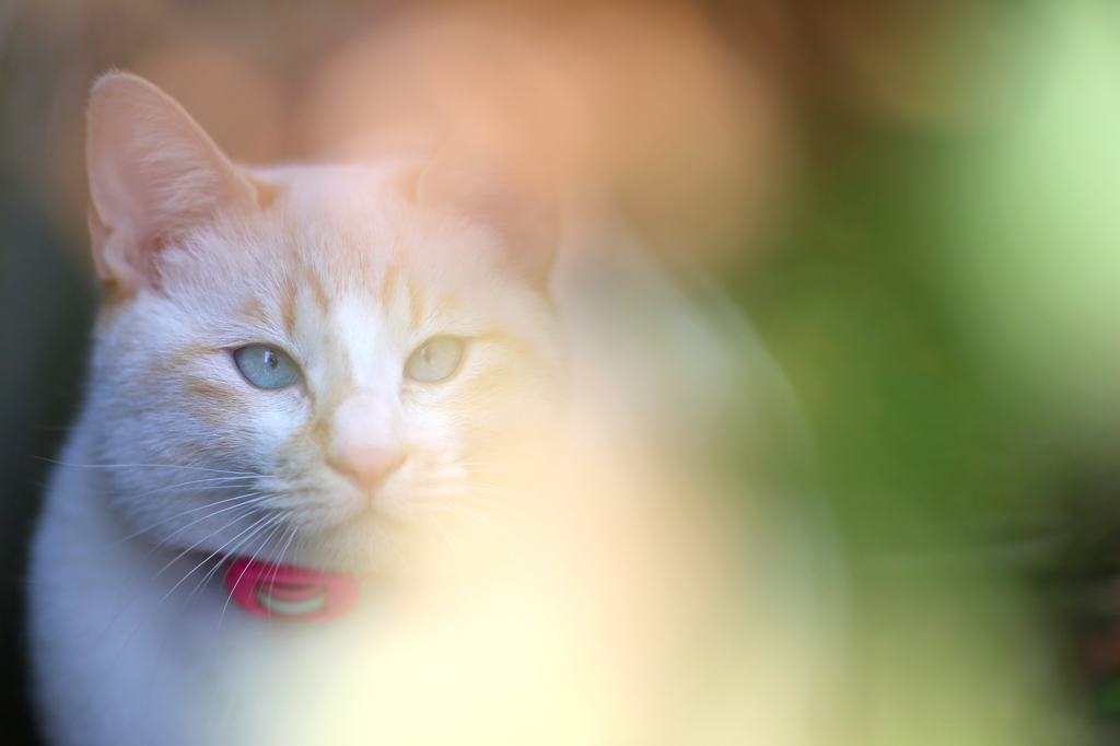 2015/2/7 愛猫フク①