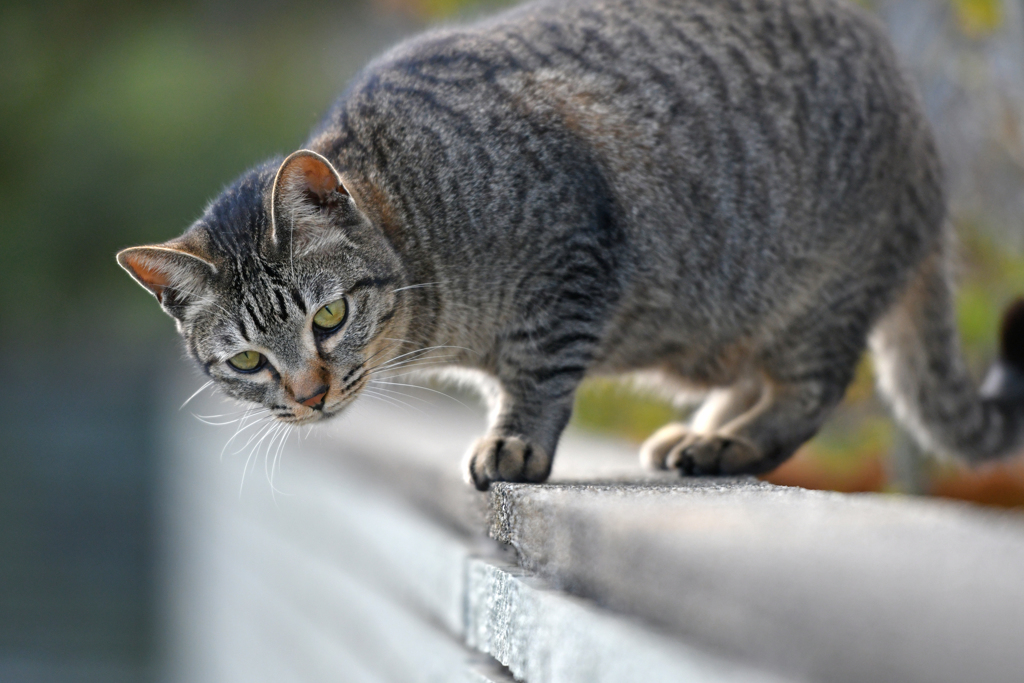 愛猫ゴン③