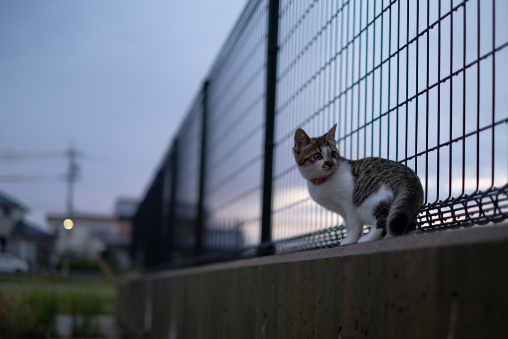 愛猫ナツ　食後の散歩