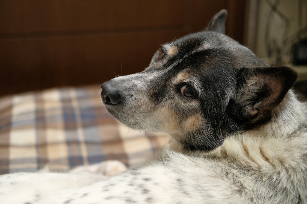 孤高のお犬様パン君