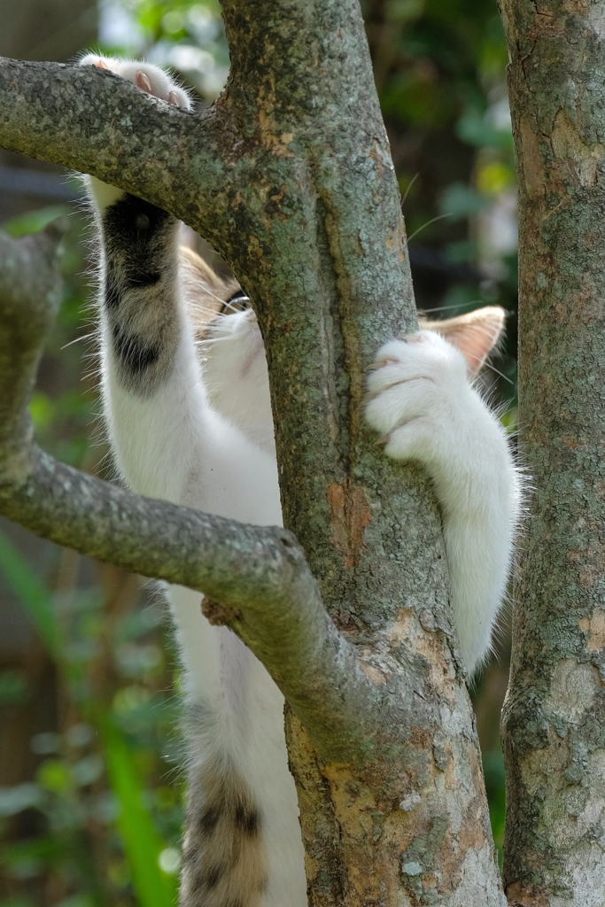 愛猫ナツ　大人の階段のぉ～ぼるぅ～