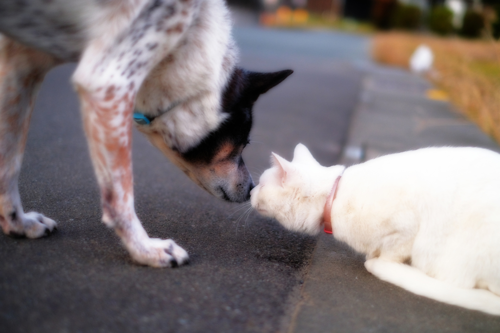 愛犬パン＆愛猫ハル