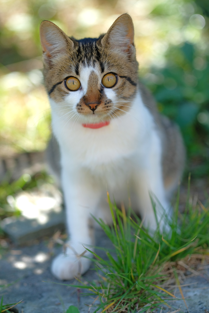 愛猫ナツ　獲物発見　