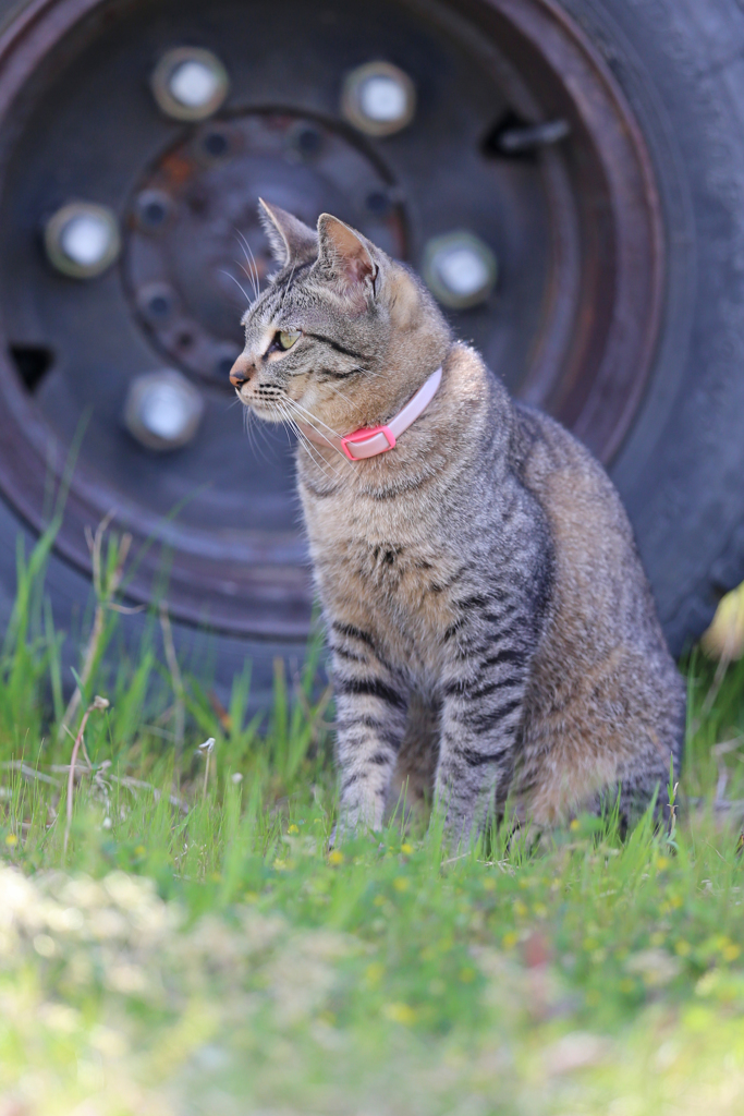 愛猫ゴン君